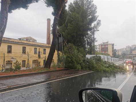 Imperia Primi Danni Del Maltempo Cade Albero Davanti L Ex Sairo