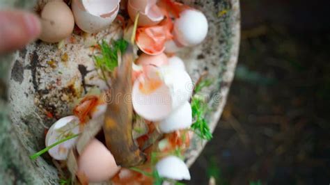 Throwing Food Waste On A Compost Heap Close Up Recycling Of Organic