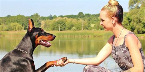 Qué puedo hacer para que mi perro me obedezca RedCanina es