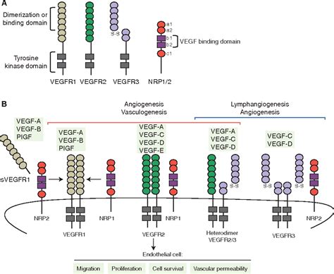 Figure From Vegf And Notch In Tip And Stalk Cell Selection