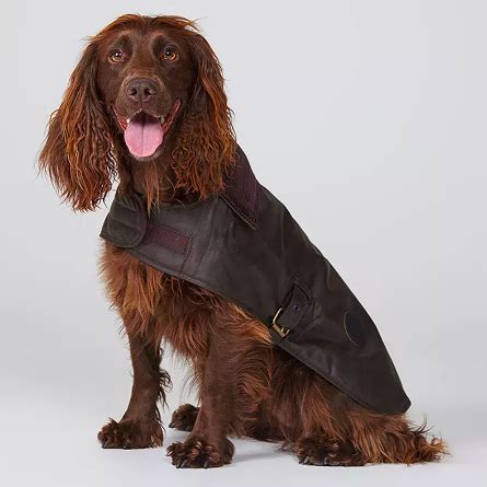 Waterproof Dog Coats: 13 Waterproof Dog Coats With Legs