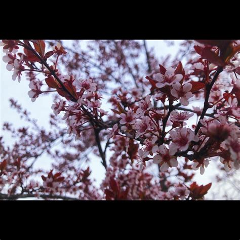 Apple Blossom Tree 16975611 Stock Photo at Vecteezy