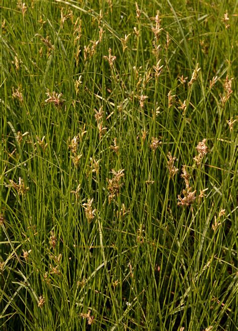 Phylogenetic Tree Zittergras Segge Carex Brizoides L