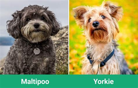 Maltipoo Vs Yorkie How Do They Compare With Pictures Dogster