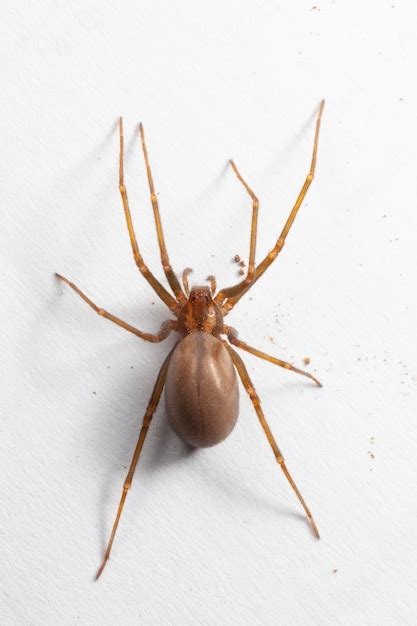 Premium Photo Female Brown Recluse Spider Poisonous Arachnid