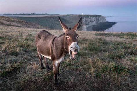 Cosa Mangiano Gli Asini In Natura E A Casa People