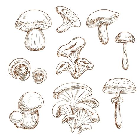 Premium Vector Autumnal Forest Mushrooms Sketches Set