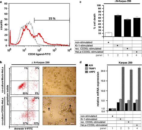 Cd30l Expression Of Cd30l Transfected Hela Cells And Comparative