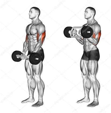 Triceps Bar Curls Stock Photo by ©print4ready@yahoo.com 113951326