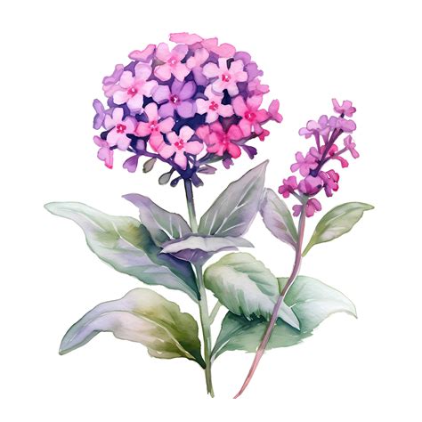 Captivating Verbena Flower Clip Art Watercolour Floral Etsy