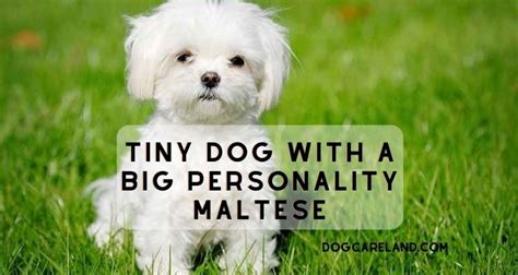 Maltese Poodle: The Perfect Blend of Charm and Intelligence