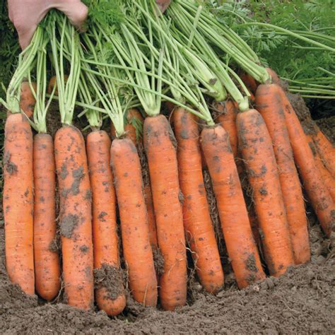 Graines potagères CAROTTE NIPOMO F1 Daucus carota Graineterie A