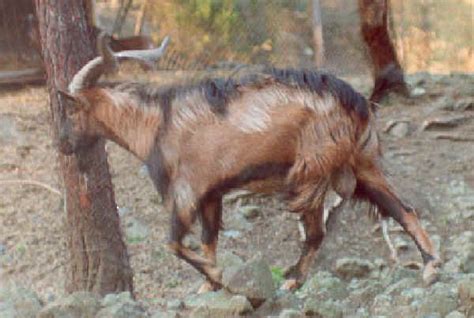 Italian Breeds Of Goats Selvatica Di Joura