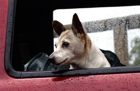 I Cani Amano Le Auto Elettriche Lo Sapevi Ti Spieghiamo Il Motivo