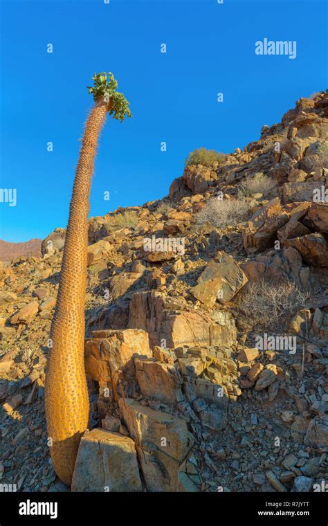 Halfmens Tree In Richtersveld Stock Photo Alamy