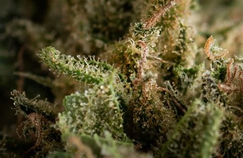 How To Decarboxylate Cannabis Step By Step Guide