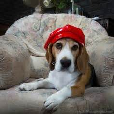 40 Gorgeous Beagles in hats ideas | beagle, hats, dogs