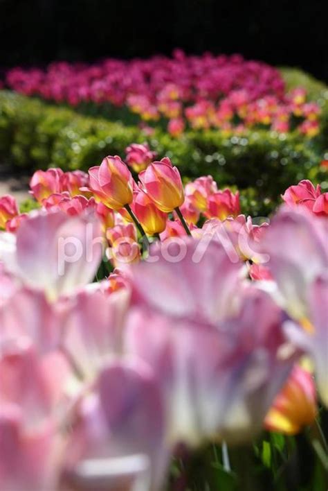 ロサンゼルスの植物園で美しく咲いたチューリップの花 No 23674186｜写真素材なら「写真ac」無料（フリー）ダウンロードok