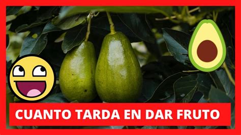 Cuanto Tiempo TARDA En DAR FRUTO Un Arbol De AGUACATE YouTube