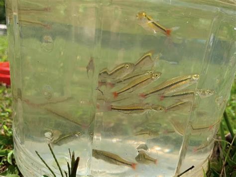 Some red-tailed minnows I caught in a pond : r/PlantedTank