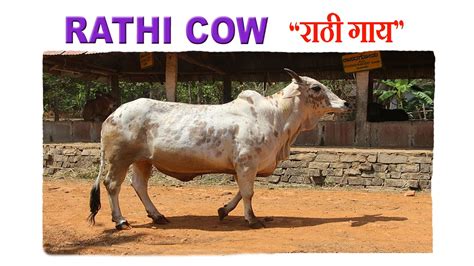 Rathi cattle - Alchetron, The Free Social Encyclopedia