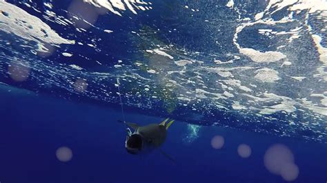 target yellowfin tuna