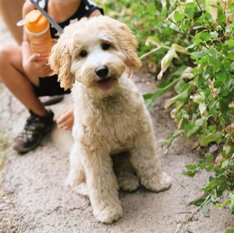 Toy Mini Labradoodle