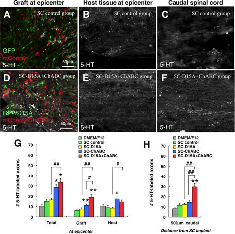 Combined D A And Chabc Leads To More Ht Labeled Axons In Grafts And