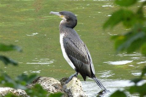 Fakta Kormoran Pemakan Oportunis Yang Pandai Menyelam