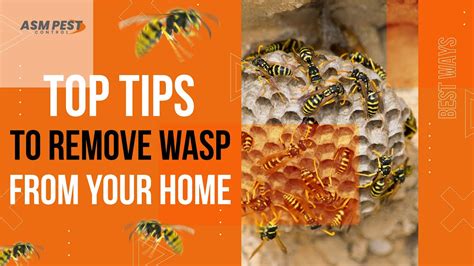 Tips For Wasp Control And Removal By Asm Pest Control Youtube