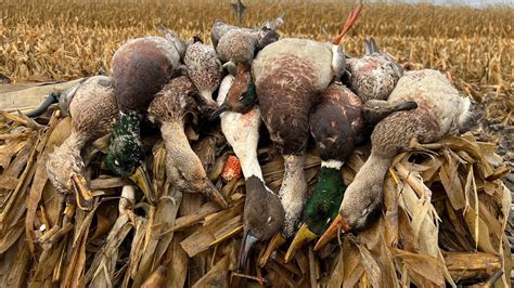 Duck Hunting A Flooded Corn Field With My Brother YouTube