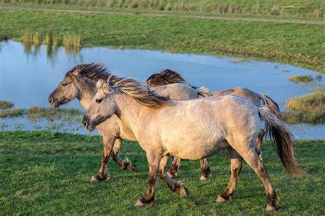 Where to See Wild Horses