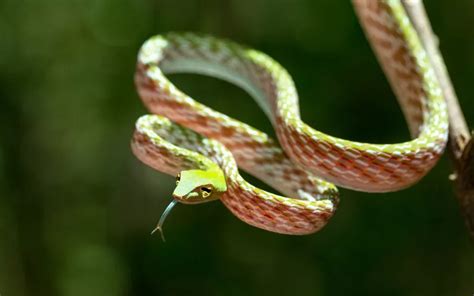 17 Cutest Snakes In The World With Pictures Reptile Jam