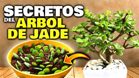 Árbol De Jade Significado Espiritual Actualizado Abril 2023