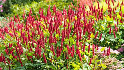 Persicaria Varieties 16 Stunning Varieties To Grow Gardeningetc