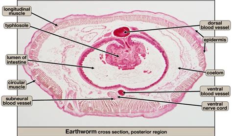 Pin On Biology Atlas