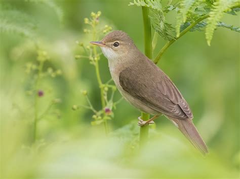 Marsh Warbler Acrocephalus Palustris Birds Of The World