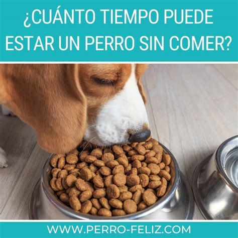 Cuánto Tiempo Puede Estar Un Perro Sin Comer 2024 Perro Feliz