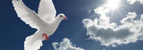 Dove Symbolism - A Guide to the Various Meanings of Doves!