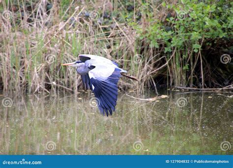 P Ssaro Ecossistema Reserva Natural Fauna Imagem Imagem