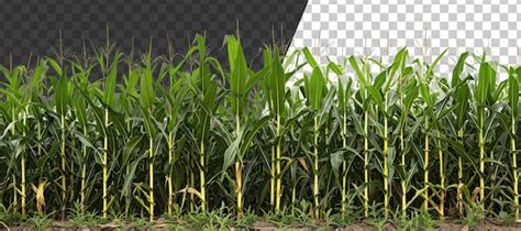 Premium PSD Lush Cornfield On Transparent Background Stock Png