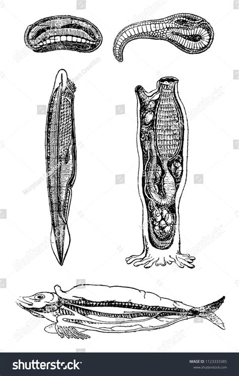 1 Ascidia Larvae Images, Stock Photos, 3D objects, & Vectors | Shutterstock