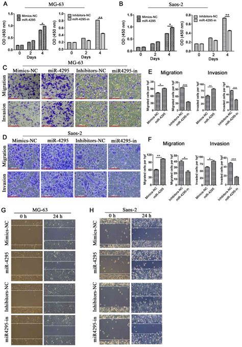 Mir‑4295 Promotes Cell Proliferation Migration And Invasion Of