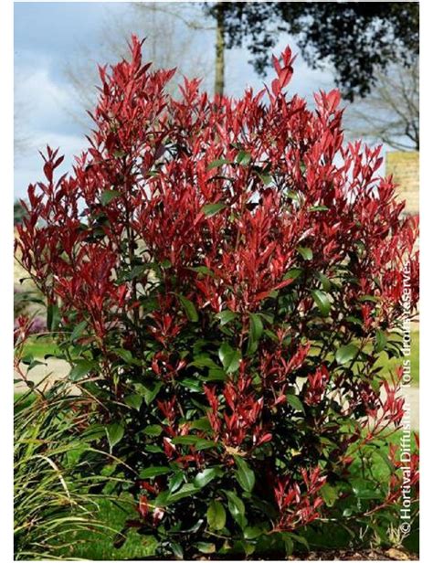 PHOTINIA fraseri CARRÉ ROUGE Photinia Carré rouge