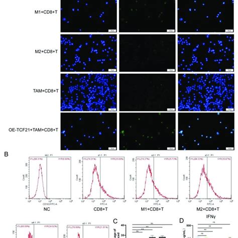 Tcf21 Mediated The Influence Of Macrophages On T Cell Viability And