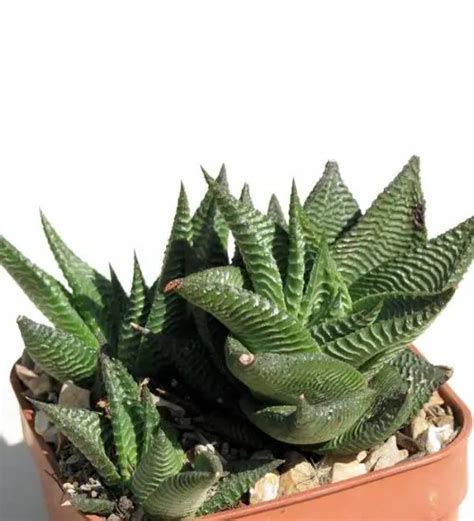 Haworthiopsis Limifolia Succulent Guide