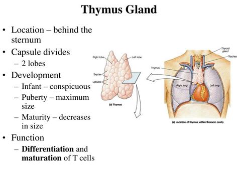 Thymus Gland Anatomy