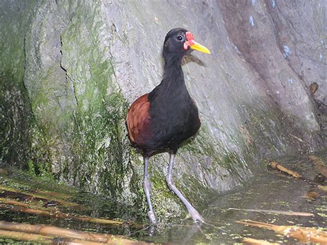 Jacana Jacana Wattled Jacana In Zoos