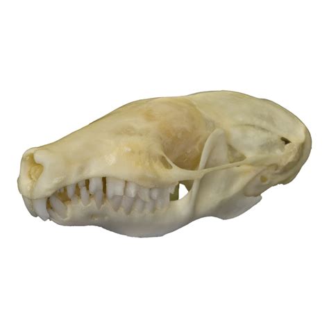 Real Eastern Mole Skull For Sale – Skulls Unlimited International, Inc.