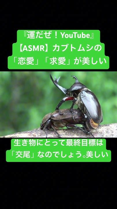 【asmr】カブトムシの「恋愛」「求愛」が美しい 虫の音 Bug Asmr Insects Sdgs 交尾の音mating